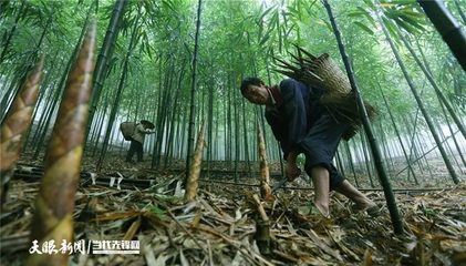 贵州特色林业产业发展迅猛:方竹种植面积全国第一 全国最大皂角精加工集散地!